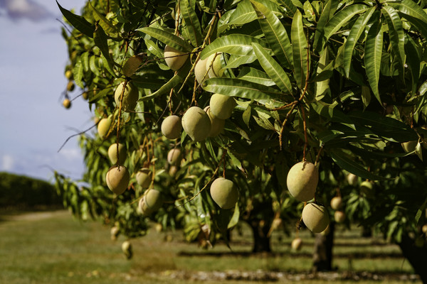 Tropical fruit growing in Southern Italy, the experience in Sicily